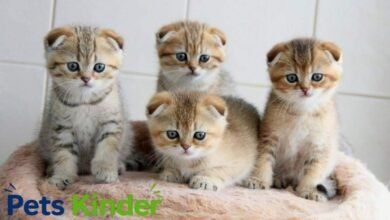 scottish fold kittens for sale