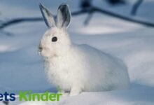 snow rabbit