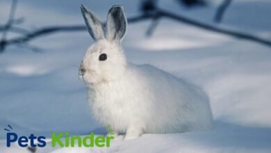 snow rabbit