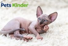 sphynx cat for sale