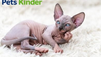 sphynx cat for sale