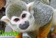 squirrel monkey​