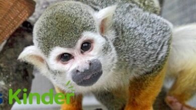 squirrel monkey​