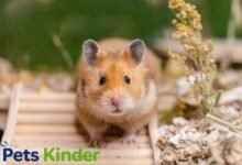 syrian hamster