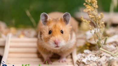 syrian hamster