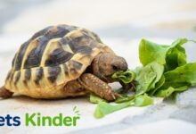 turtles food