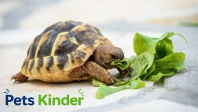 turtles food