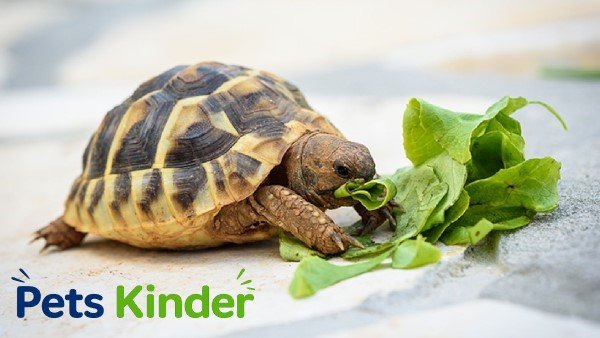 turtles food