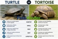 turtle vs tortoise