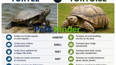 turtle vs tortoise