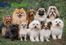 types of small dogs
