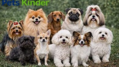 types of small dogs