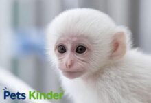 white monkey