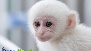 white monkey