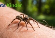 wolf spider bite