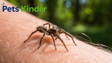 wolf spider bite