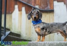 Dapple Dachshund