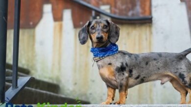 Dapple Dachshund