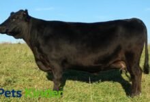 Dexter cow