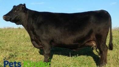 Dexter cow