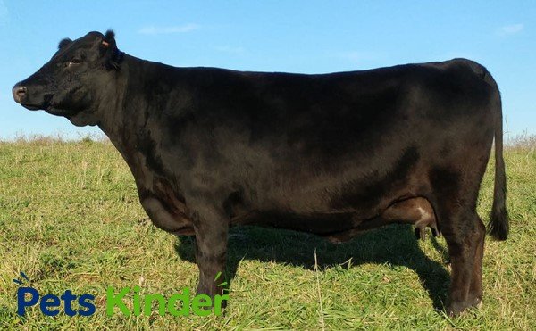 Dexter cow