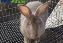 Tamuk rabbits