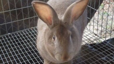 Tamuk rabbits